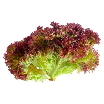 Lollo Rosso Salad