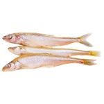 Fresh Frozen Smelt