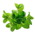 Mint 50g