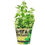 Oregano in Pot