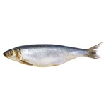 Оселедець 400+ (ваг) середнього посолу