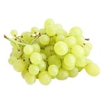 Elite White Grape