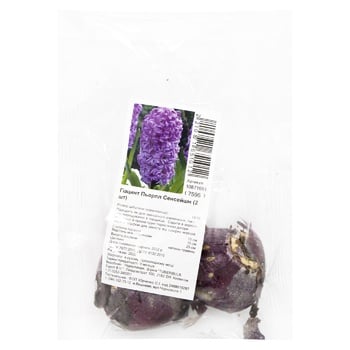 Purple Sensation Hyacinth Bulb 2pcs - buy, prices for ULTRAMARKET - photo 1