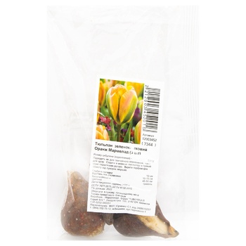 bulb tulip 3pcs