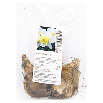 bulb narcissus 2pcs - buy, prices for - photo 1