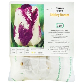 Shirley Dream Triumph Tulip 3pcs