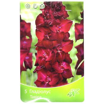 Gladiolus Espresso 5pcs - buy, prices for MegaMarket - photo 1