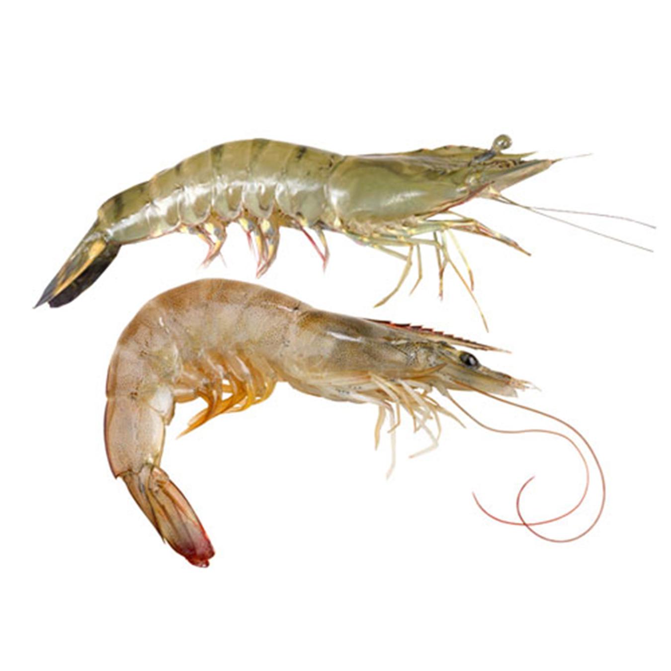 Креветка білонога 20/30