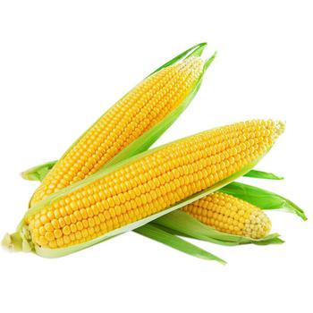 Corn