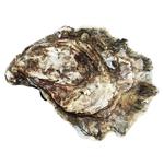 Black Pearl №3 Oyster