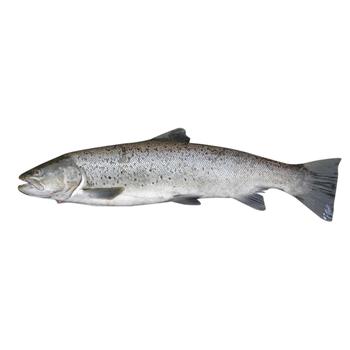 Live Trout - buy, prices for NOVUS - photo 1