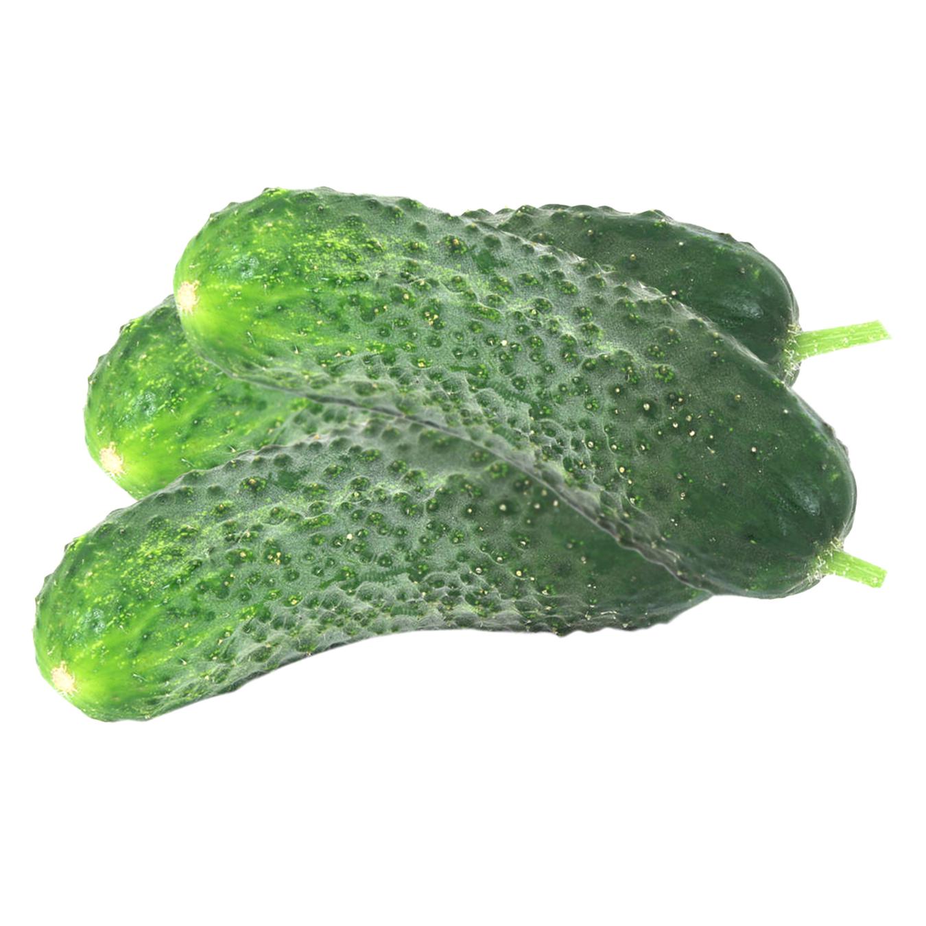 

Огурец короткоплодный