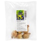 Bulbs of Dutch Iris Miss Saigon 5pcs