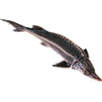 Fish sturgeon fresh - buy, prices for MegaMarket - photo 1