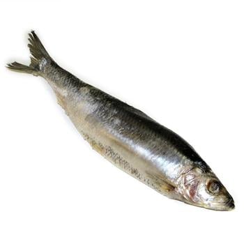 Fish herring - buy, prices for NOVUS - photo 1