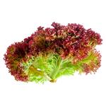 Lolo Rosso Lettuce