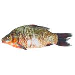 Carcass of Gutted Crucian Carp Chilled