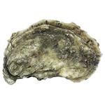 Устрица Жилардо, шт