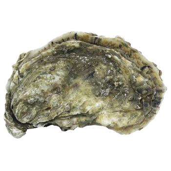 Устрица Жилардо, шт - купить, цены на WINETIME - фото 1