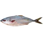 Yellowtail