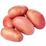 First Grade Young Pink Potato