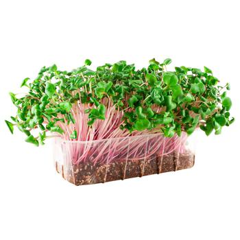 Mikrogrin radish Iguana pink fresh Ukraine - buy, prices for ULTRAMARKET - photo 1