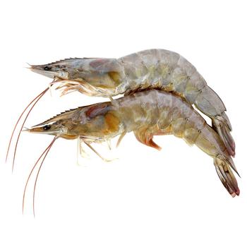 Nordic Black Tiger Shrimp with Head 6*8 1kg - buy, prices for WINETIME - photo 1