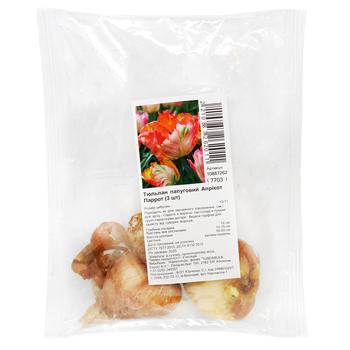 Цибулини Тюльпан папуговий Апрікот Паррот 3шт - купити, ціни на МегаМаркет - фото 1