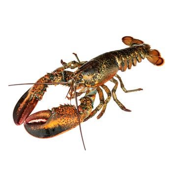 Frozen Lobster 500/680 - buy, prices for - photo 1