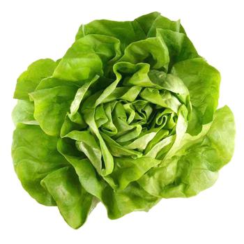 Boston Lettuce