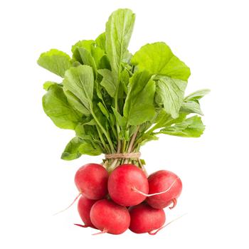 Radish bunch - buy, prices for NOVUS - photo 1