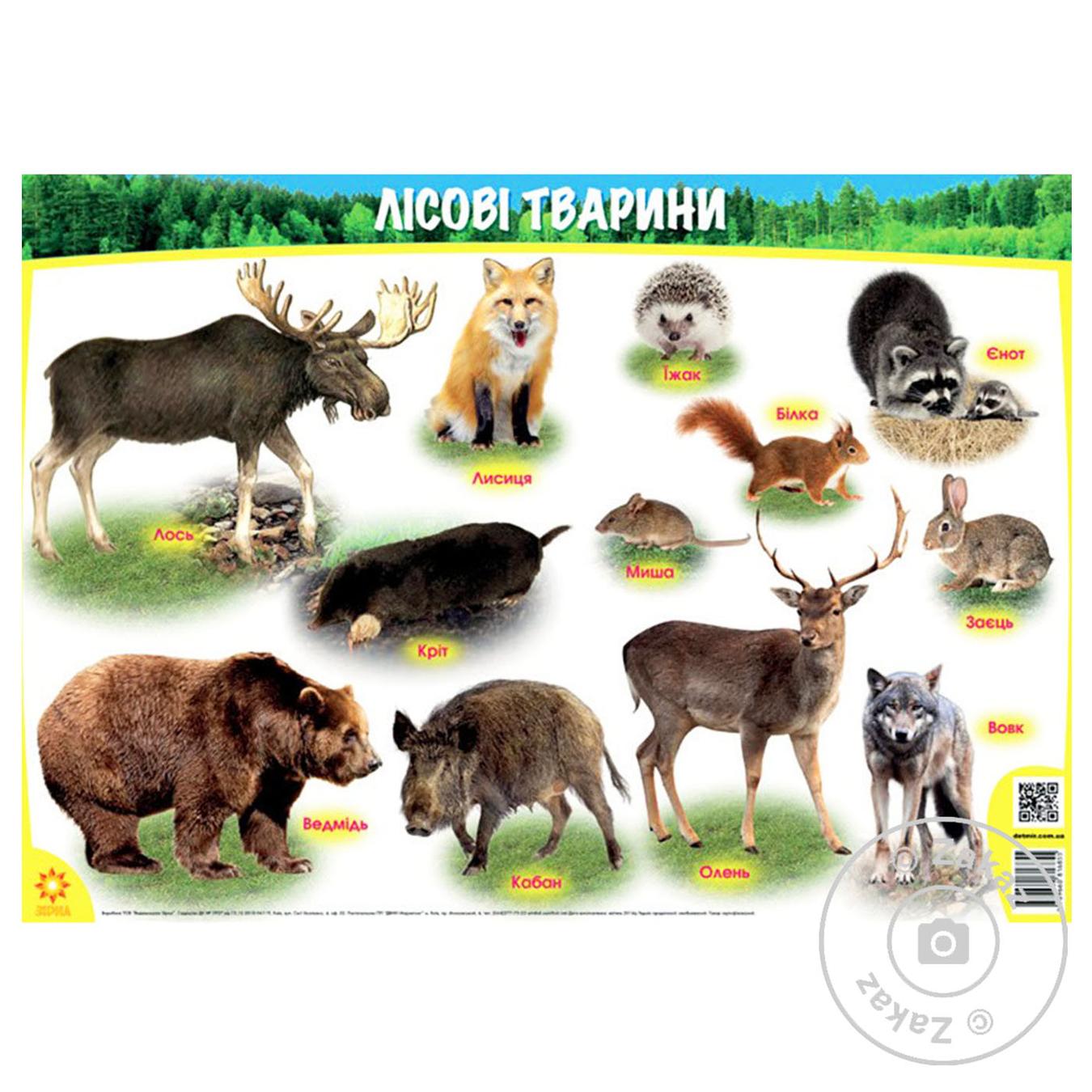 

Книга Плакат Лісові тварини ФОРМАТ А1