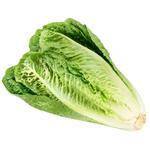 Romaine Lettuce Ukraine