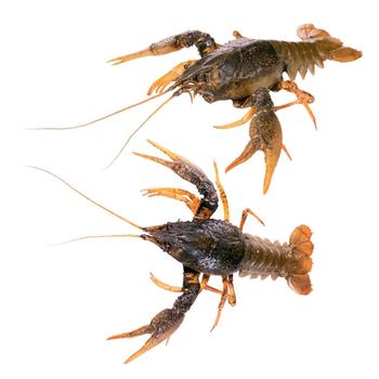 Crayfish