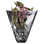 Localista Violet Basil