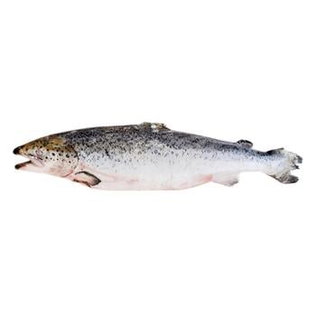 Fresh Frozen Trout - buy, prices for NOVUS - photo 1