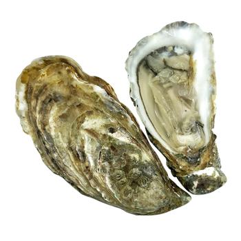 White Pearl Oyster №2