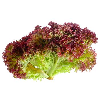 Lollo Rosso Lettuce - buy, prices for - photo 1