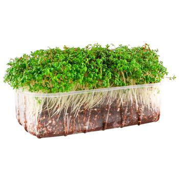 Mikrogrin watercress Iguana fresh Ukraine - buy, prices for ULTRAMARKET - photo 1