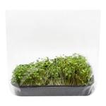 Микрозелень Руколы 200г