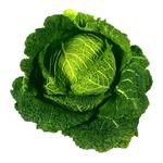 Savoy Cabbage