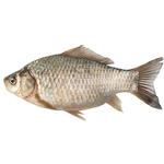 Fresh Crucian Carp
