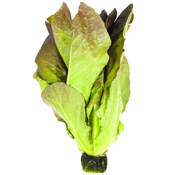 Romaine Red Lettuce - buy, prices for METRO - photo 2