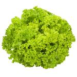 Lollo Bionda Lettuce