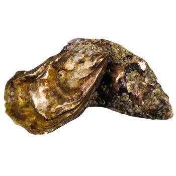 Fin De Claire №4 Oyster